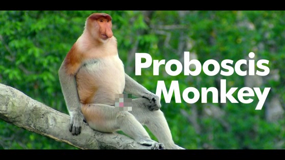 World Animal Protection: Proboscis Monkey