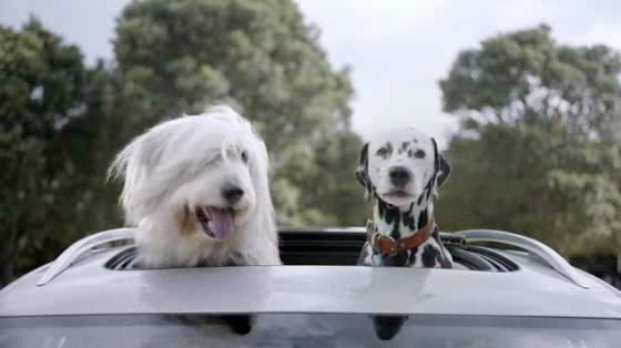 Volkswagen: Dogs