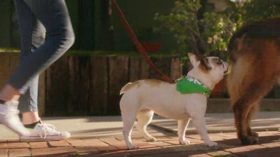 Rover.com: 5-Star Dog Sitters