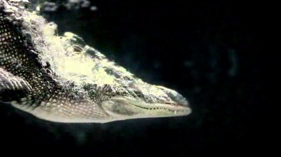 Nat Geo Wild: Alligator