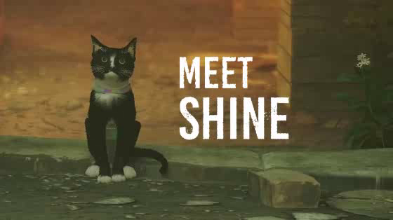 Fresh Step / Best Friends Animal Society: Adopt a Stray