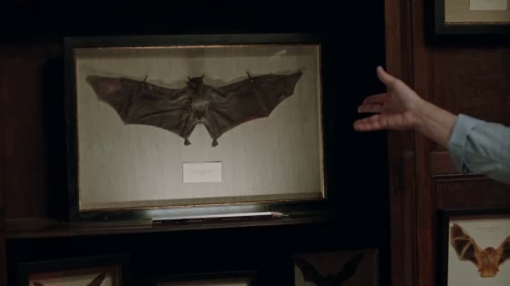 New York  Lottery: Bat Collector