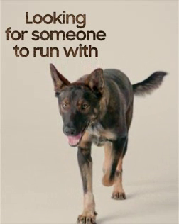 Samsung: Aliya The Belgian Shepard
