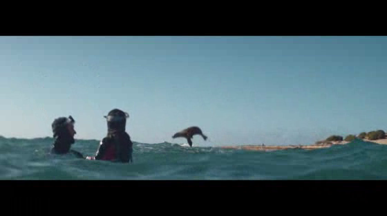 Qantas: Sea Lions