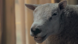 Dunelm Sleep Solutions: Rory Foam - #TeamSleepSheep