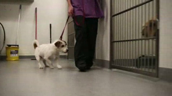 Sydney Dogs & Cats Home: Getting to Zero