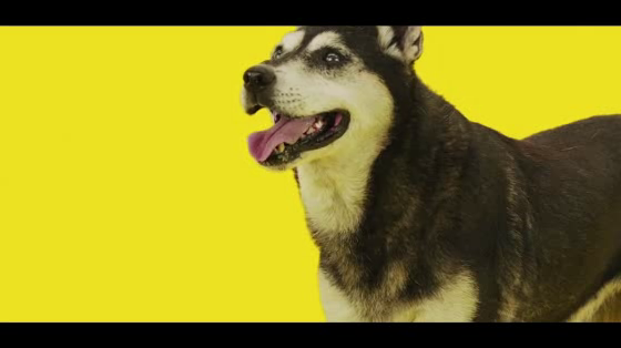 Pedigree Adoption Drive: Screen and Dog Saver