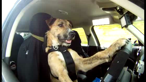 SPCA & MINI: Driving Dogs