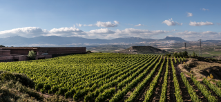 Impero: EXPERIENCE THE CAMPO VIEJO 360-DEGREE IMMERSIVE VINEYARD AND WINERY TOUR