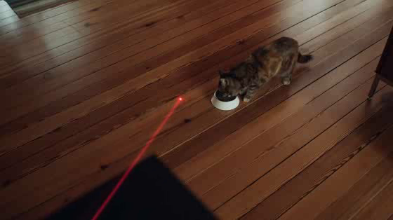 NUTRO Cat: Put More Cat In Your Cat