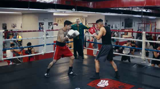 Lynx: Boxing