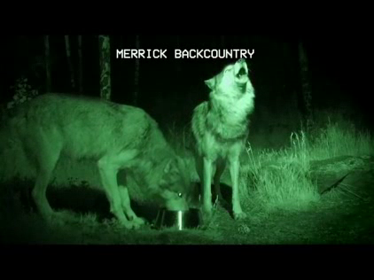 Merrick Backcountry: “The Wolves Have It.”