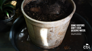 Lotes CBL: Some visitors don't even deserve water.