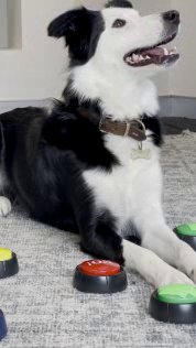 Electoral Commission: Dog Parks