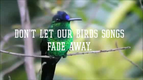 SaveBrasil: Savetones