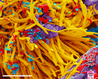 Listerine: Sweet Germs - Listerine