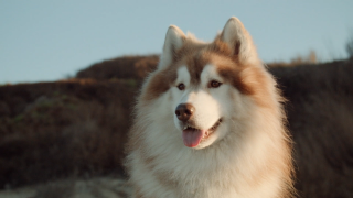 Organic Doggie Treats: MUZZLED