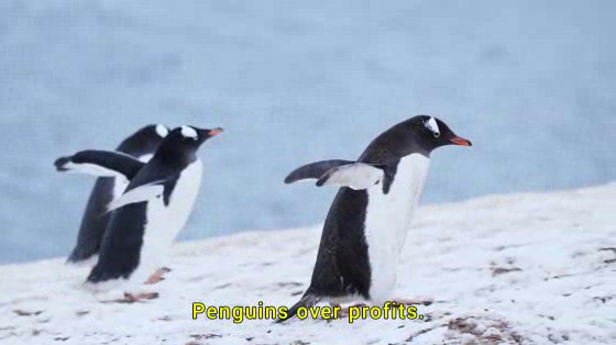 Penguins International: Protest March of the Penguins