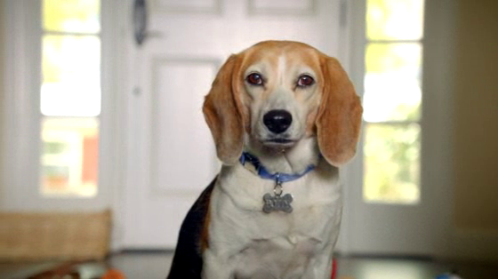 The Shelter Pet Project: Toys