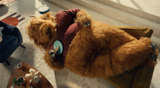 Vax: The animals in your home