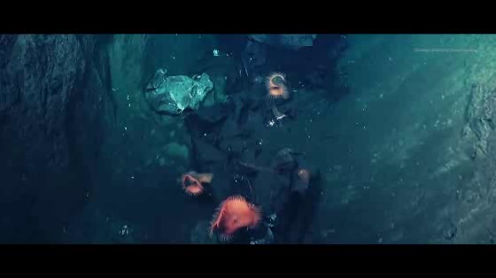 wwf: Eurythenes Plasticus