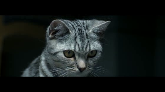 Whiskas: Brush