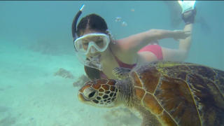 Tropical North Queensland: 1 Day in Paradise -- Snorkelling with Friends. Richard Fitzpatrick.