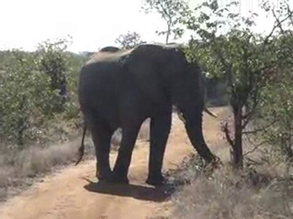 Lynchy on Safari in Africa: Day One