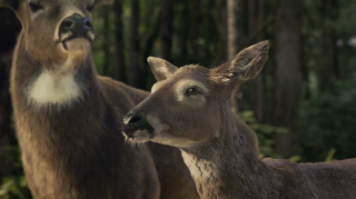 Progressive Insurance: Deer Don't Be Sure Be Insured
