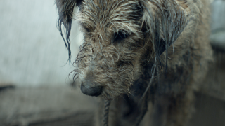 Pedigree: Bad Dog, Good Dog.