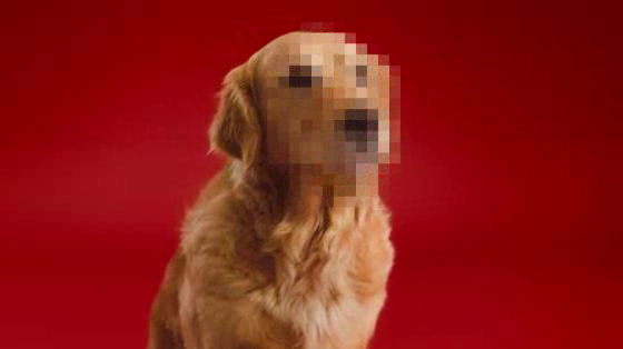 Schmackos: The Golden Retriever