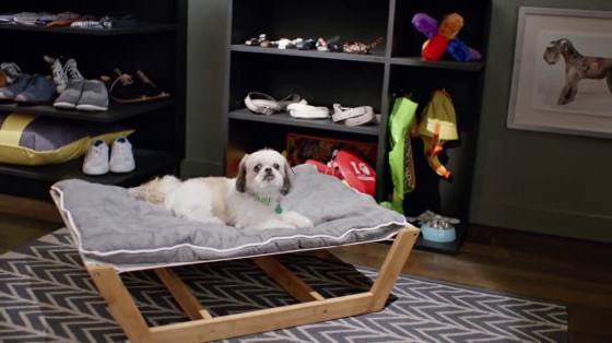 PetSmart: The Avant Guardians