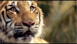 tiket.com: Bengal Tigers