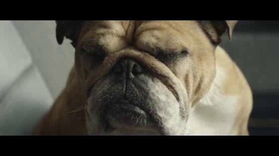 Bulldog Skincare: Bank Robbery