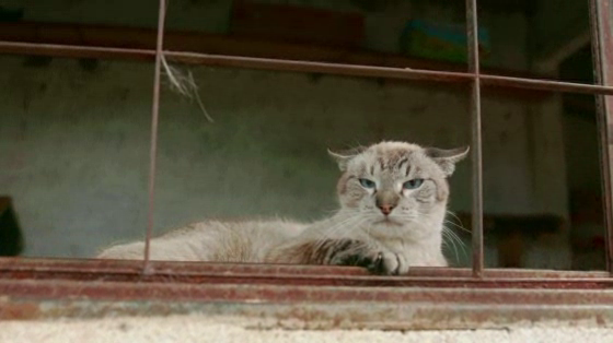Whiskas: Kitty Adventures