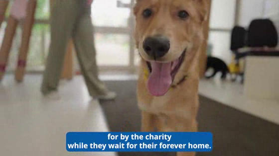 IKEA / Woodgreen Pets Charity: Cat-alogue and Dog-alogue