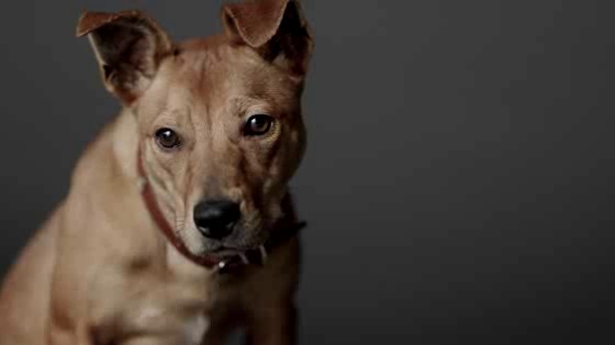 The Lost Dogs' Home: You can't hide real love