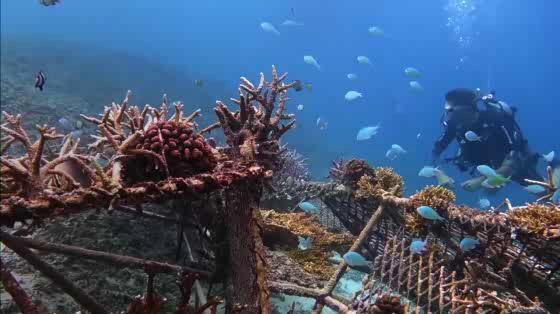 Minecraft: The Coral Crafters