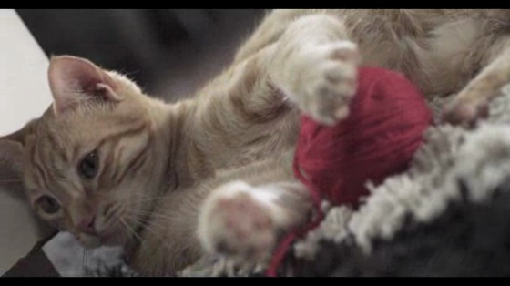 El Comercio: Cat