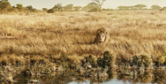 Coleman: Lion