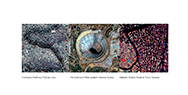 WWF - Public interest: The planet is talking - SOS