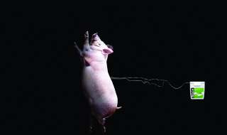 Reach Dental Floss: Pig