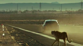 Hyundai Veloster Turbo: Cheetah