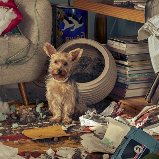 Dog Training School: Love hurts. Training treats.