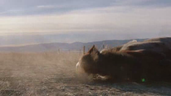 Budweiser: A Clydesdale's Journey