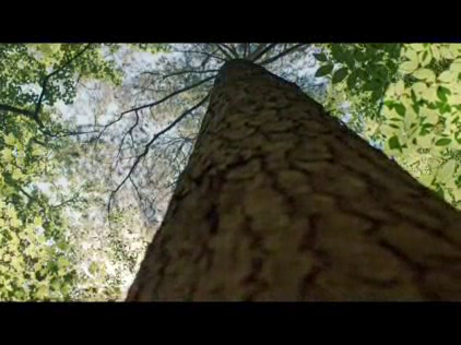 YellaWood: Treehouse