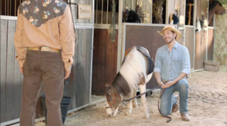AA Insurance: Horse