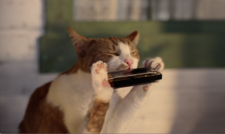 More Than Insurance: Pet Got the Blues
