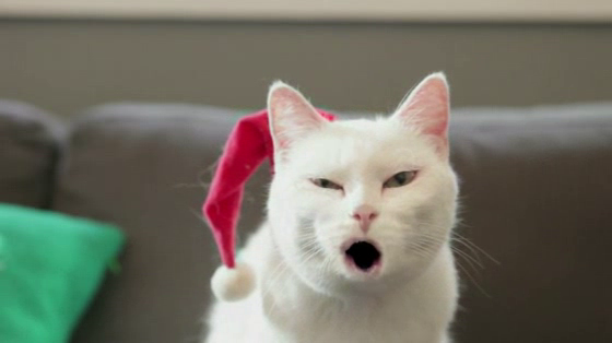 Walmart: Yodeling Cat