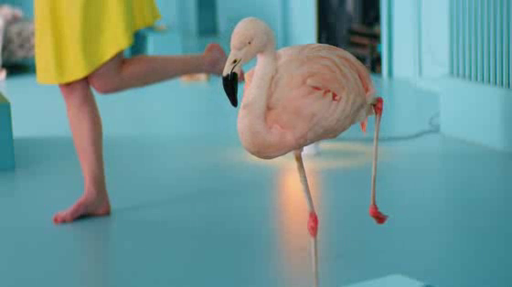 Chambord: #BecauseNoReason - Flamingo